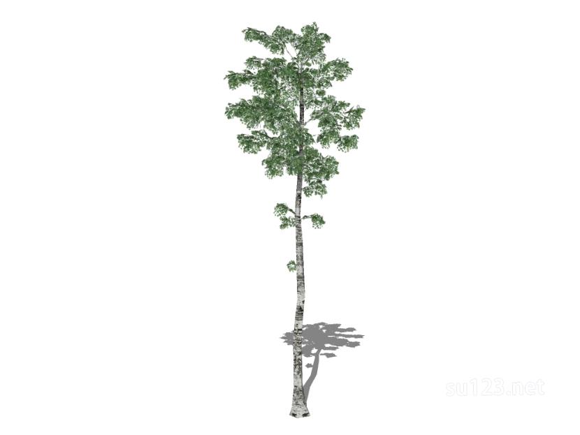 户外植物树37SU模型