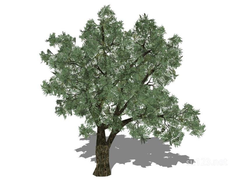户外植物树56SU模型