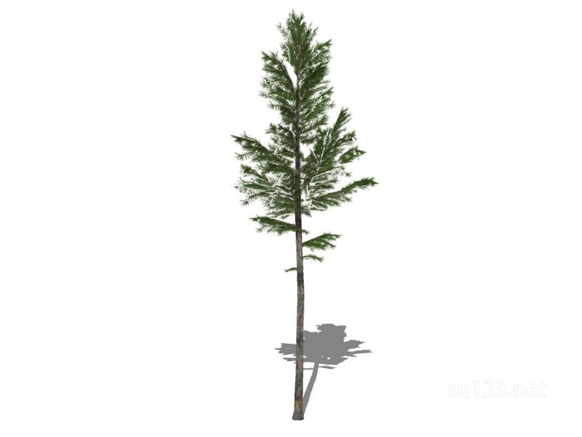户外植物树50SU模型