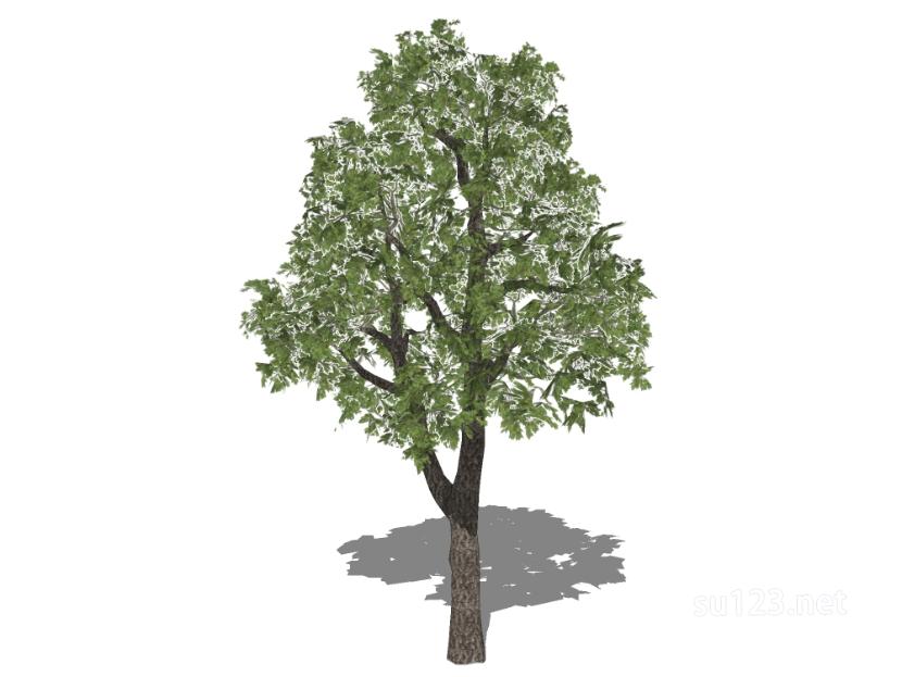 户外植物树54SU模型