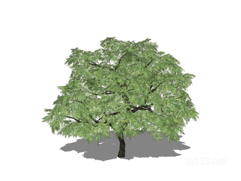 户外植物树57SU模型