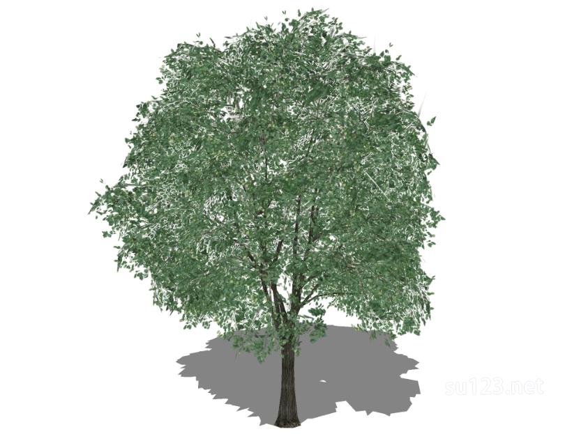 户外植物树17SU模型