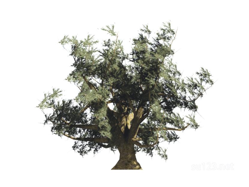 户外植物树2D14SU模型