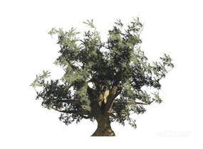 户外植物树2D14SU模型