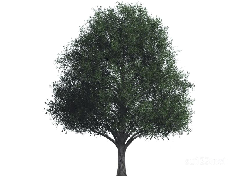 户外植物树2D4SU模型草图大师sketchup模型