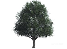 户外植物树2D4SU模型