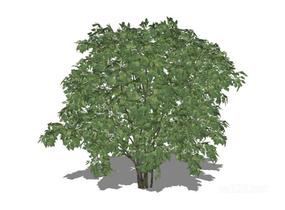 户外植物树16SU模型
