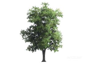户外植物树2D5SU模型