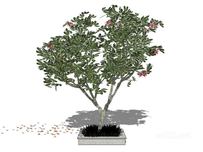户外植物树84SU模型