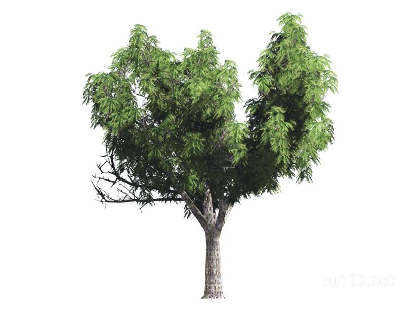 户外植物树2D7SU模型