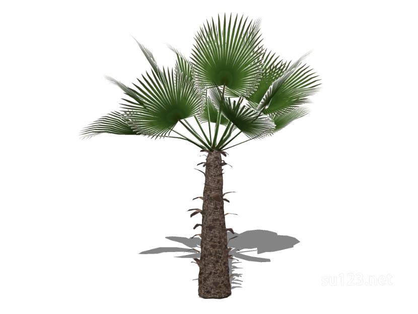 户外植物树66SU模型