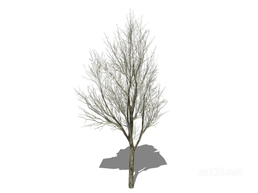 户外植物树15SU模型