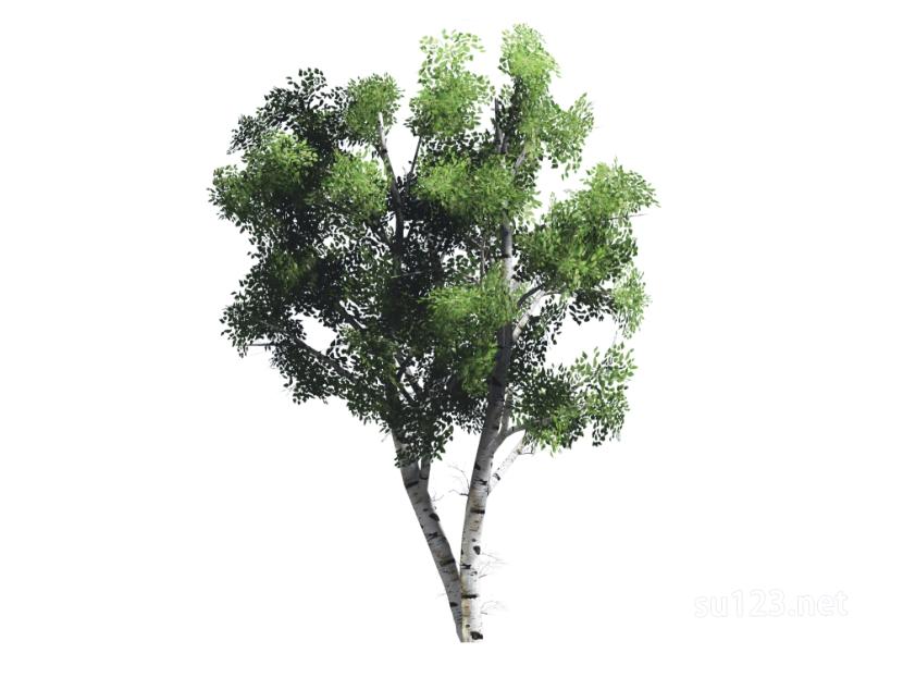 户外植物树2D6SU模型