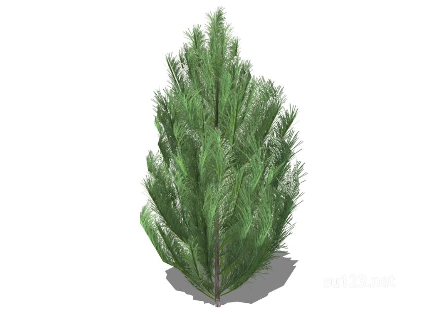 户外植物树36SU模型