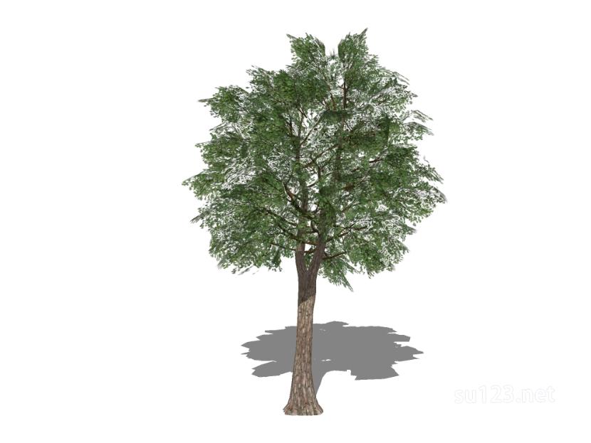 户外植物树30SU模型